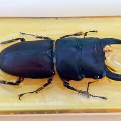 クワガタ　昆虫　標本　キーホルダー　本物 　観察　 実物　③の画像