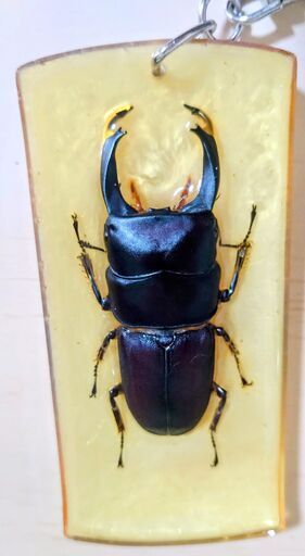 クワガタ昆虫標本キーホルダー本物 観察 実物③ (ニフラー) 新潟の