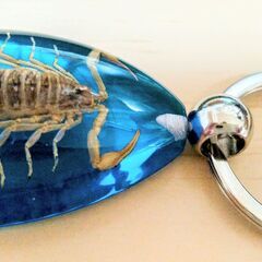 サソリ　標本　キーホルダー　美しい　蠍　本物　神秘的　観察　鑑賞　実物　　①の画像