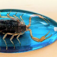 サソリ　標本　キーホルダー　美しい　蠍　本物　神秘的　観察　鑑賞　の画像