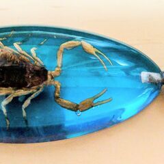 サソリ　標本　キーホルダー　美しい　蠍　本物　神秘的　観察　鑑賞の画像