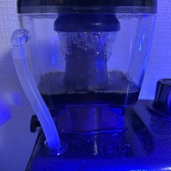 水槽　海水魚　サンゴの画像