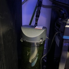 水槽　海水魚　サンゴの画像