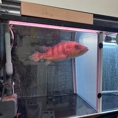 キクラ　熱帯魚の画像