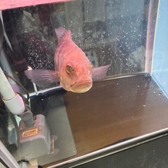 キクラ　熱帯魚の画像