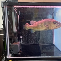 キクラ　熱帯魚の画像