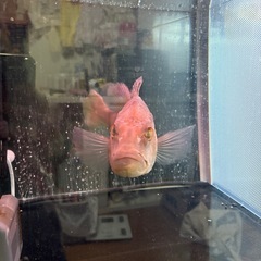 キクラ　熱帯魚の画像