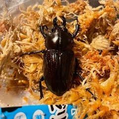 【後食済】ニジイロクワガタ　ペア+おまけ♀の画像