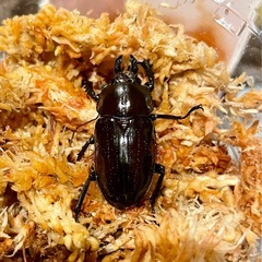 【後食済】ニジイロクワガタ　ペア+おまけ♀の画像