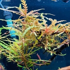 流木レイアウト
の画像