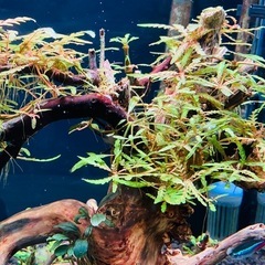 流木レイアウト
の画像