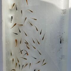 【メダカまとめて】＋【ミナミヌマエビ10匹無料】＋【手ぶらＯＫ】の画像