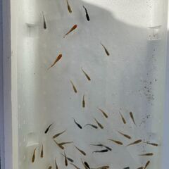 【メダカまとめて】＋【ミナミヌマエビ10匹無料】＋【手ぶらＯＫ】の画像