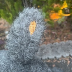 トトロぬいぐるみ
の画像