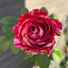薔薇　苗木　　の画像