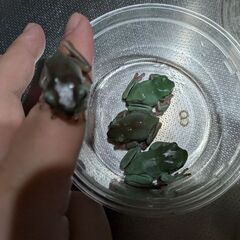 イエアメガエルの画像