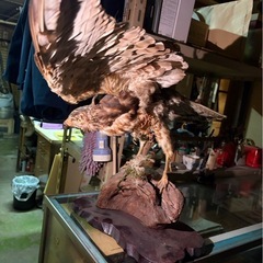 猛禽類　　剥製の画像