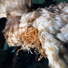 猛禽類　　剥製の画像