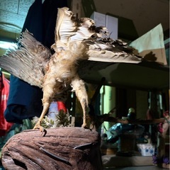 猛禽類　　剥製の画像