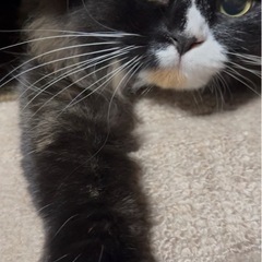 ラガマフィンの女の子