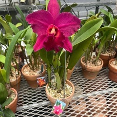 代理出品 蘭の花 カトレア 赤の画像