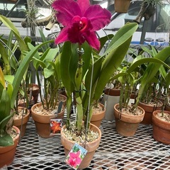 代理出品 蘭の花 カトレア 赤の画像