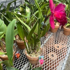 代理出品 蘭の花 カトレア 赤の画像