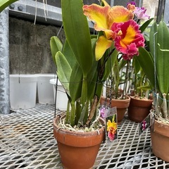 代理出品 蘭の花 黄色 赤の画像