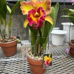 代理出品 蘭の花 黄色 赤の画像