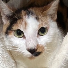 2〜3歳三毛ママ🐈💗
