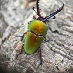 パプアキンイロクワガタ　オス単の画像