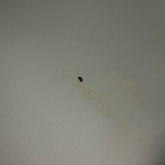 パソコンデスク L字デスク ゲーミングデスク pcデスク ワークデスク L字型デスク コーナーデスク テレワーク デスク 在宅勤務 机 オフィスデスク ホワイト 白の画像