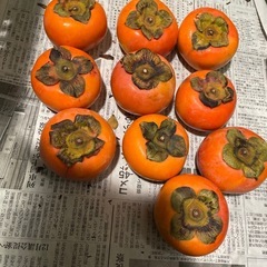 ラスト出品　九度山産　富有柿　毎年人気　和歌山県　九度山産　富有柿　甘柿　10個　おまとめ　大きめ　普通サイズ　甘い柿の画像