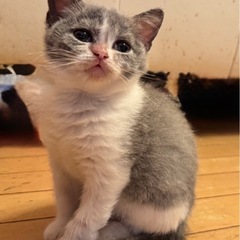 ✨🩷🎄😻🏠✨025年12月7日、13時から立川すみれペット…