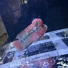 フラワーホーン ショート？個体の画像