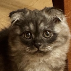 ✨🎄😻🏠✨2025年12月7日(日) 13時から立川すみれ…