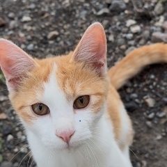 お母さん猫と兄弟猫は家族が見つかり、1人になりました。助けて下さい