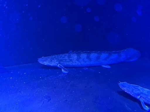 ナイジェリアSP