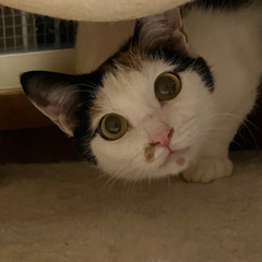 超かわいい〜三毛猫　２歳女の子