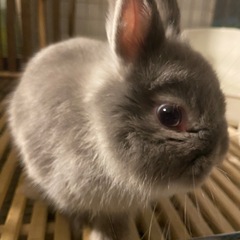 ネザーランドドワーフ