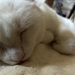 【完全無償譲渡】マンチカン