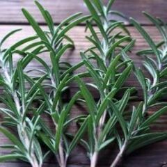 ☘️ローズマリー☘️剪定した枝の画像