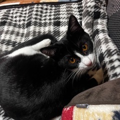 1人譲渡会できます！😌