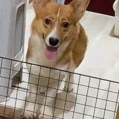 コーギー メス1歳半 譲渡