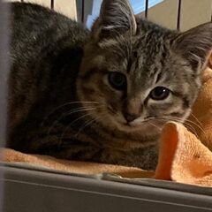 【動画あり】まんまる顔のかわいい子猫 - 猫