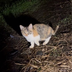 抱っこできる三毛ねこです☺️