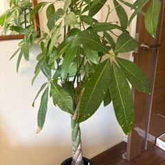 パキラ　3本編み込み　150cmの画像