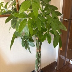 パキラ　3本編み込み　150cmの画像