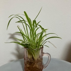 ミニ観葉植物🪴の画像