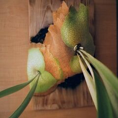 観葉植物 | ビカクシダ（コウモリラン）板付けの画像